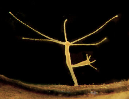 Biology : Hydra Vulgaris (Living Organism)