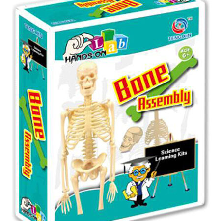 Smart Materials And Fun Science : Scientific Experiments, Bone Assembly