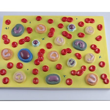 Biology : Blood Cell Model,2000 Times Enlarged - Image 1