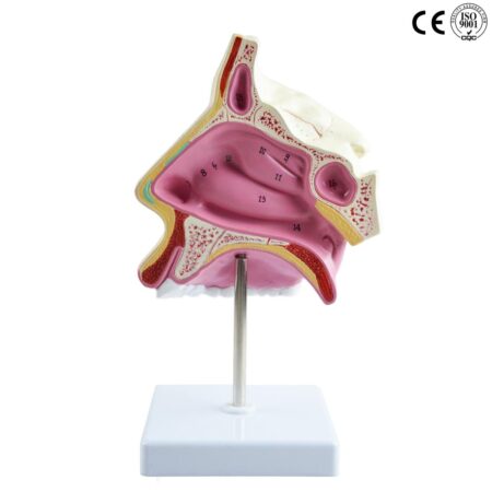 Biology : Nasal Cavity Model ,Life Size