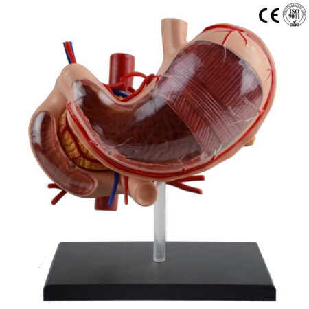 Biology : Stomach Model 4D - Image 1