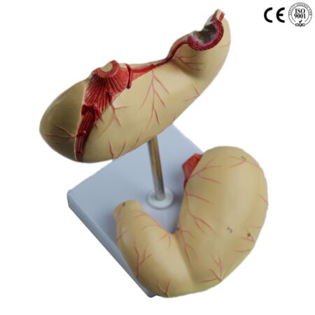 School Stationery Supplies Biology : Stomach Model,Life Size - Image 1