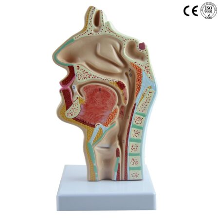 Biology : Nasale Cavity , Oral Cavity ,Throat ,Larynx Model