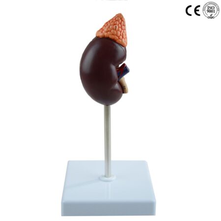Biology : Kidney Model, Life Size - Image 1