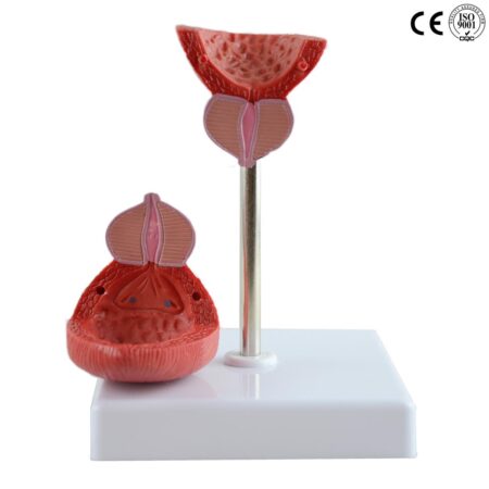 Biology : Bladder Model - Image 1