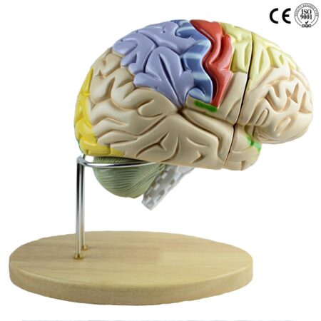 Biology : Deluxe Brain Model,1.5 Times Enlarged - Image 1