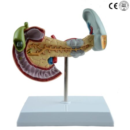 Biology : Pancreas , Gallbladder , Spleen Model
