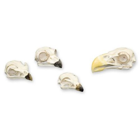 Biology : Bird Of Prey Skull Kit - Image 1