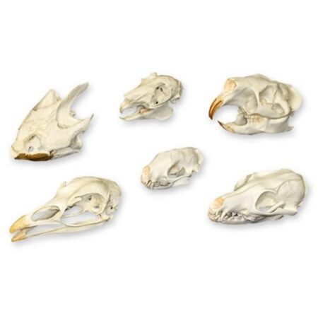 School Stationery Supplies Biology : Comparative Skull Set - Image 1