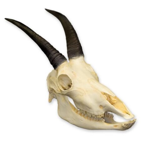 Biology : Mountain Goat Skull