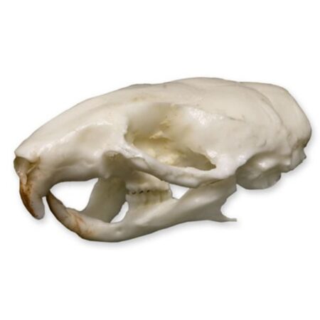 Biology : Mouse Skull