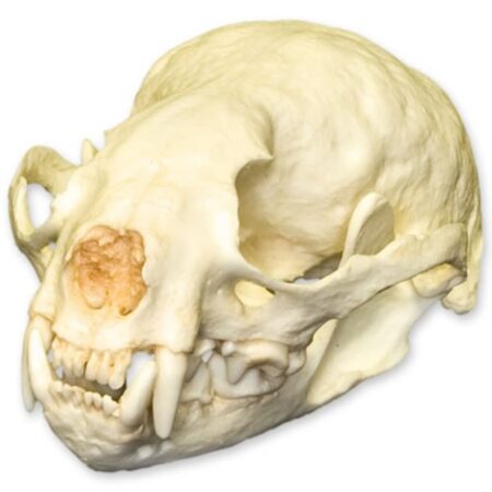 Biology : Small Clawed Otter Skull - Image 1