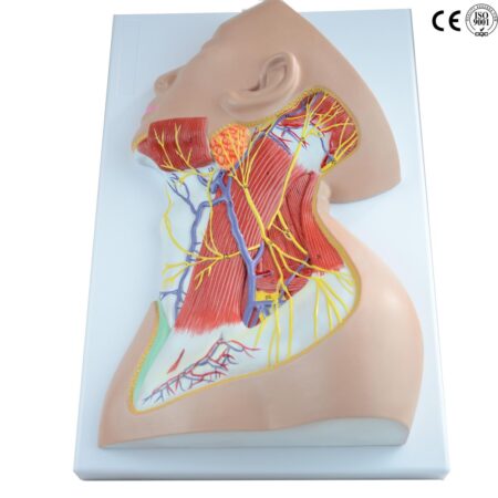 Biology : Nerves Of Neck Region Model