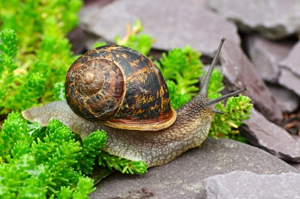 GARDEN-SNAIL-HELIX.jpg School Stationery Supplies