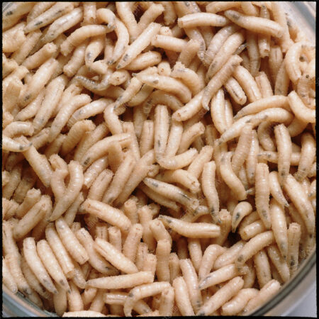 Biology : Greenbottle Maggots (Living Organism) - Image 1