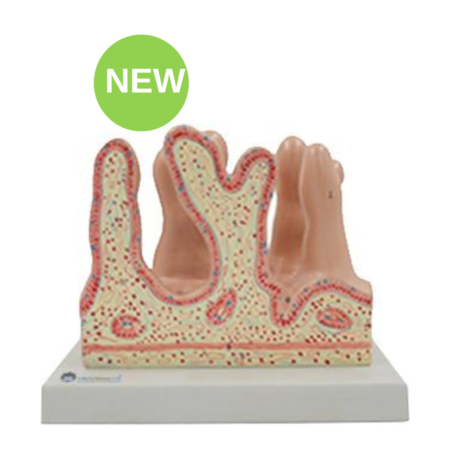 Biology : Intestinal Villus Model
