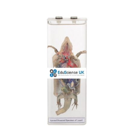 School Stationery Supplies Biology : Injected Dissected Specimen Of Lizard - Image 1