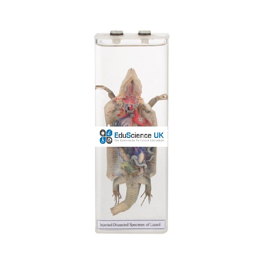 INJECTED-DISSECTED-SPECIMEN-OF-LIZARD.jpg School Stationery Supplies