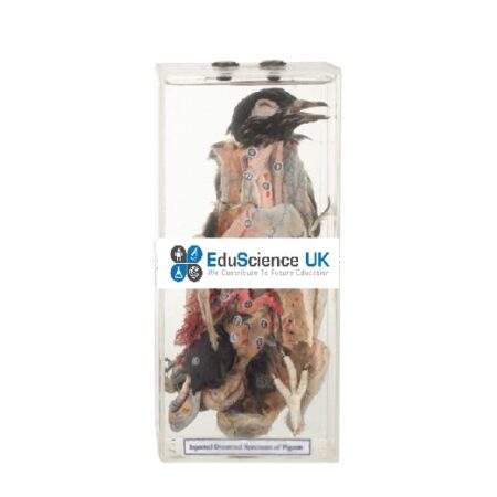 Biology : Injected Dissected Specimen Of Pigeon - Image 1