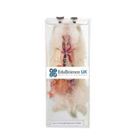 School Stationery Supplies Biology : Injected Dissected Specimen Of Rabbit - Image 1
