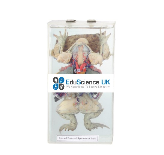 INJECTED-DISSECTED-SPECIMEN-OF-TOAD.jpg School Stationery Supplies
