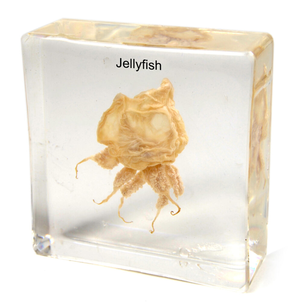 Jellyfish-plastic-embeeded-SI-1304.jpg School Stationery Supplies