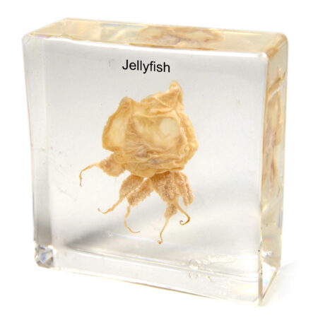 School Stationery Supplies Biology : Specimen Of Jellyfish - Plastic Embedded - Image 1