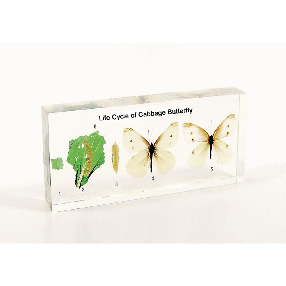 LIFE-CYCLE-OF-CABBAGE-BUTTERFLY.jpg School Stationery Supplies