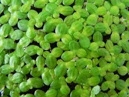 Lemna-minor-Lesser-duckweed.jpg