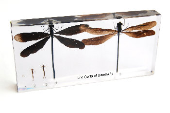 Life-Cycle-of-DamselflyEmbedded-ms01089.jpg School Stationery Supplies