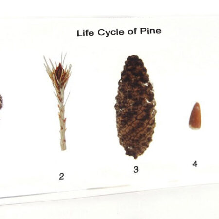 Biology : Life Cycle Of Pine - Plastic Embedded - Image 1