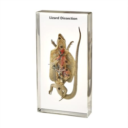 Biology : Specimen Of Lizard Dissection - Plastic Embedded - Image 1