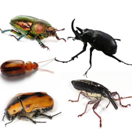 Biology : Beetles Land Species (Living Organism) - Image 1