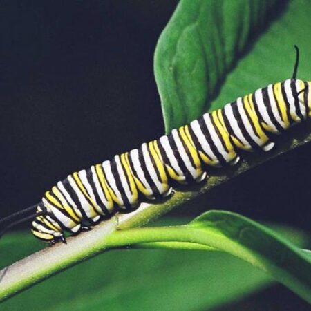 School Stationery Supplies Biology : 5Th Instar (Living Organism) - Image 1