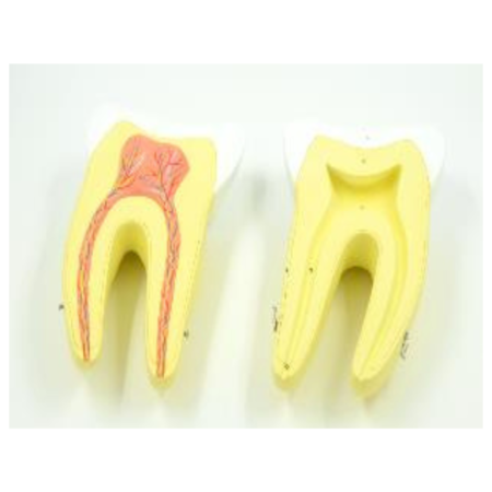 Biology : Molar, Model