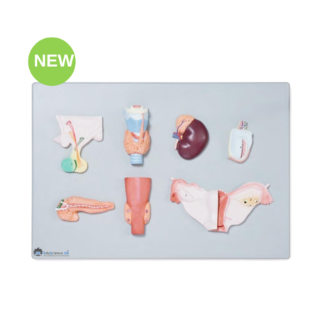 Biology : Organs Of The Endocrine System Model