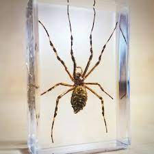 PRESERVED-SPIDER.jpg