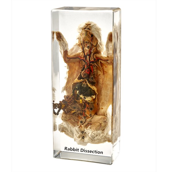 Rabbit-Dissection-plastic-embeeded-SI-1205.jpg School Stationery Supplies