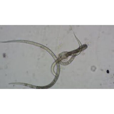 Biology : Vinegar Eel (Living Organism) - Image 1