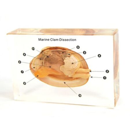 School Stationery Supplies Biology : Specimen Of Marine Calm Dissection - Plastic Embedded - Image 1