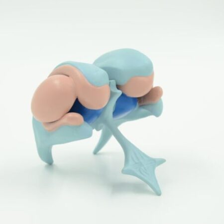 Biology : Ventricles And Basal Nuclei Model - Image 1