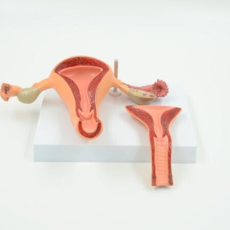 Biology : Uterus Model,2 Parts - Image 1