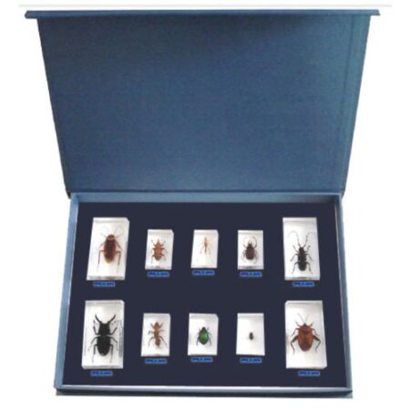 School Stationery Supplies Biology : Specimen Of 10 Kinds Of Insects - Plastic Embedded - Image 1