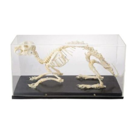 School Stationery Supplies Biology : Skeleton Of Rabbit - Image 1