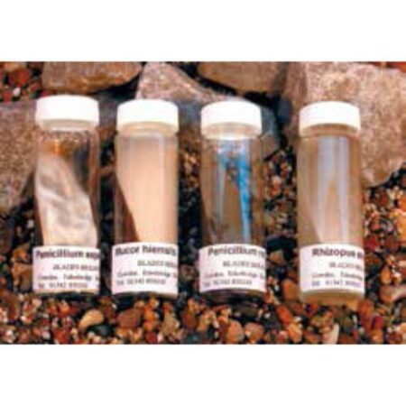 Biology : Mucor Hiemalis + Ve Strain Malt Extract Agar