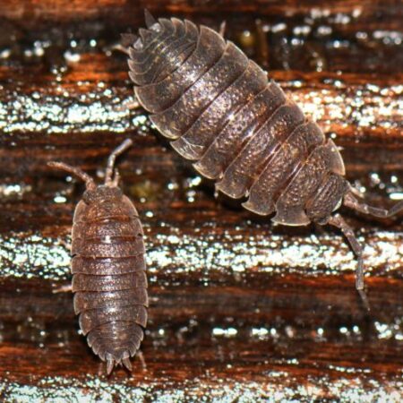 Biology : Woodlice (Living Organism) - Image 1