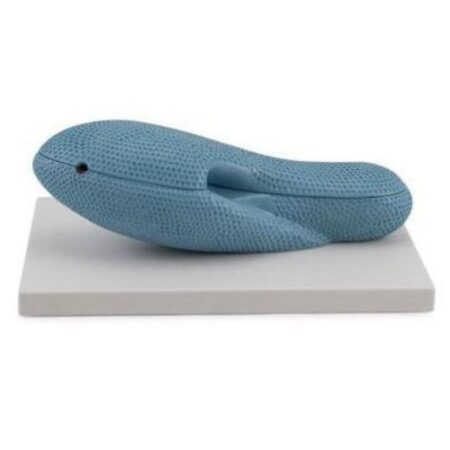 School Stationery Supplies Biology : Paramecium Model - Image 1