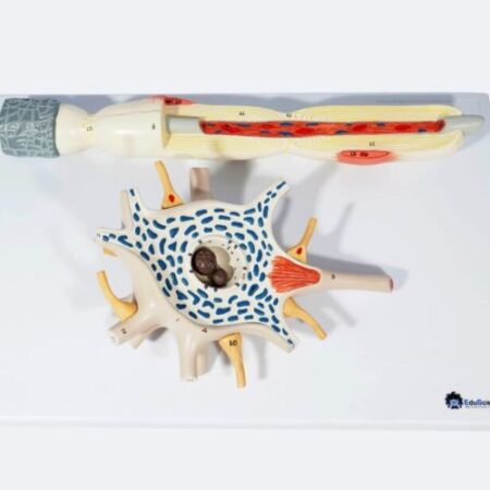 Biology : Neuron Model,2500 Times Enlarged