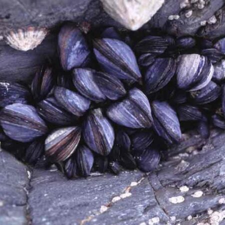 Biology : Mussel (Living Organism)