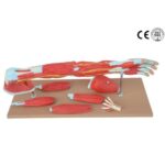 School Stationery Supplies